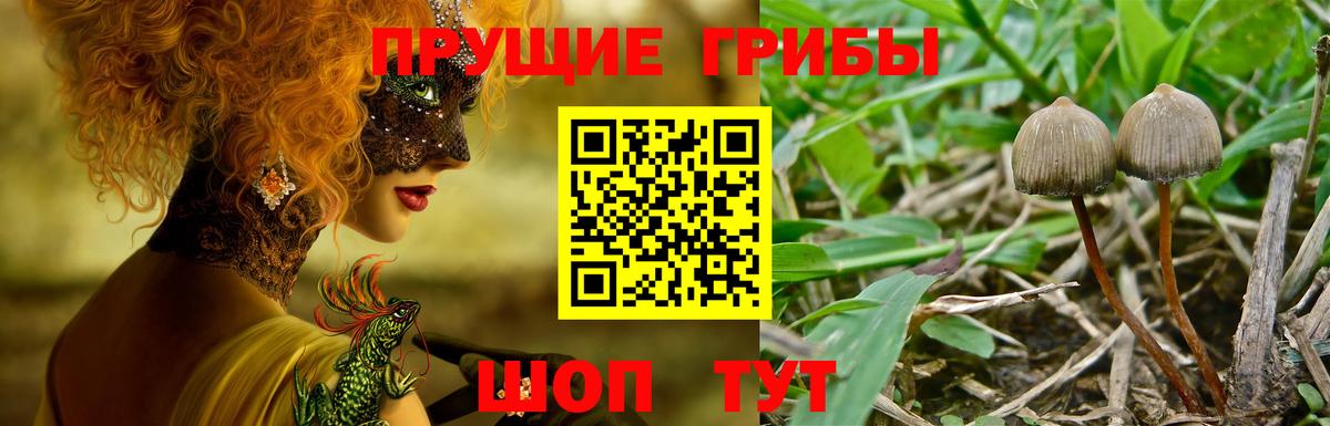 Псилоцибиновые грибы GOLDEN TEACHER  Галлюциногенные грибы прущие грибы  Фролово  Вход с VPN 